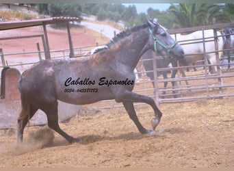 PRE Mix, Merrie, 3 Jaar, 154 cm, Appelschimmel