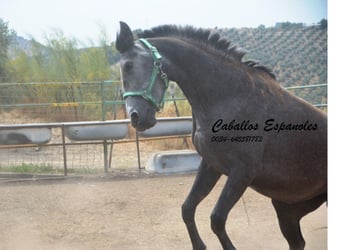 PRE Mix, Merrie, 3 Jaar, 154 cm, Appelschimmel