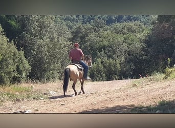 PRE Mix, Merrie, 3 Jaar, 154 cm, Buckskin
