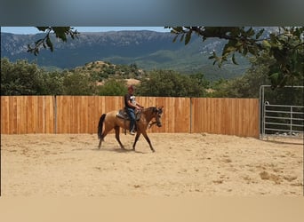 PRE Mix, Merrie, 3 Jaar, 154 cm, Buckskin