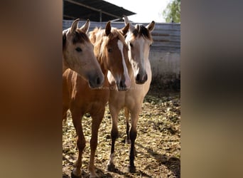 PRE, Merrie, 3 Jaar, 154 cm, Vos