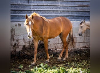 PRE, Merrie, 3 Jaar, 154 cm, Vos