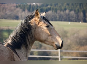 PRE Mix, Merrie, 3 Jaar, 155 cm, Buckskin