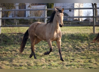 PRE Mix, Merrie, 3 Jaar, 155 cm, Buckskin
