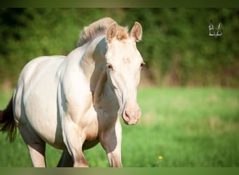 PRE Mix, Merrie, 3 Jaar, 155 cm, Champagne