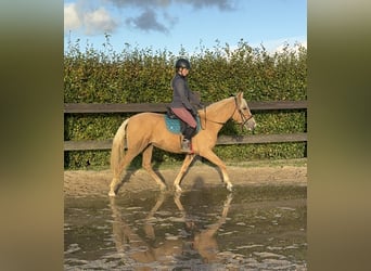 PRE Mix, Stute, 3 Jahre, 155 cm, Palomino