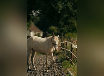 PRE, Merrie, 3 Jaar, 155 cm, Perlino