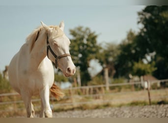 PRE, Merrie, 3 Jaar, 155 cm, Perlino