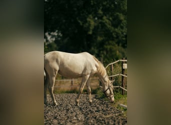 PRE, Merrie, 3 Jaar, 155 cm, Perlino