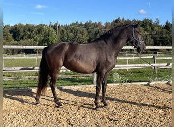 PRE, Merrie, 3 Jaar, 155 cm, Zwart