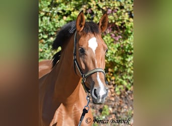 PRE Mix, Merrie, 3 Jaar, 156 cm, Bruin