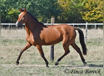 PRE Mix, Merrie, 3 Jaar, 156 cm, Bruin