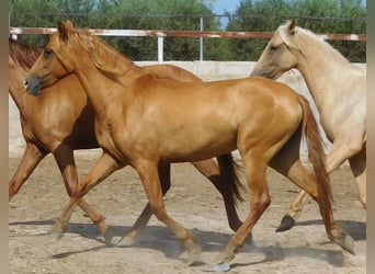 PRE, Merrie, 3 Jaar, 156 cm, Vos