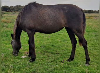 PRE Mix, Merrie, 3 Jaar, 156 cm, Zwartschimmel