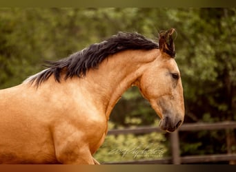 PRE Mix, Merrie, 3 Jaar, 157 cm, Buckskin