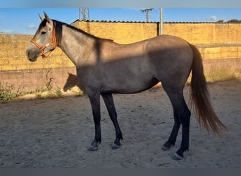 PRE Mix, Merrie, 3 Jaar, 157 cm, Rood schimmel