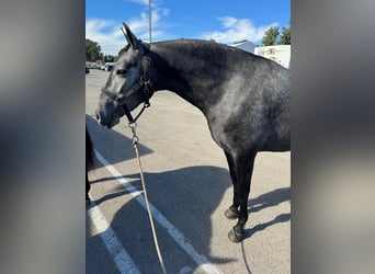 PRE Mix, Merrie, 3 Jaar, 158 cm, Blauwschimmel