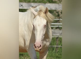 PRE, Merrie, 3 Jaar, 158 cm, Perlino