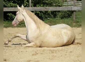 PRE, Merrie, 3 Jaar, 158 cm, Perlino