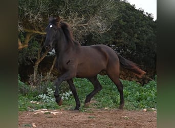 PRE, Merrie, 3 Jaar, 158 cm, Zwart