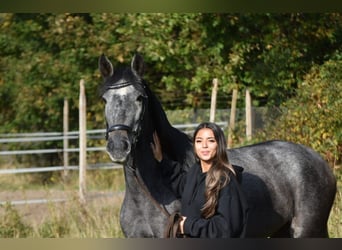 PRE, Merrie, 3 Jaar, 159 cm, Blauwschimmel