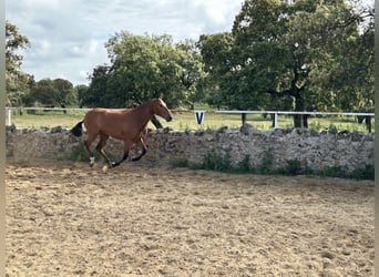 PRE Mix, Merrie, 3 Jaar, 159 cm, Bruin