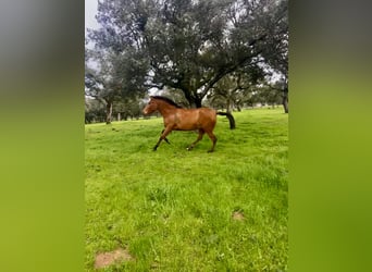 PRE Mix, Merrie, 3 Jaar, 159 cm, Bruin