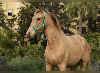 PRE Mix, Merrie, 3 Jaar, 159 cm, Pearl