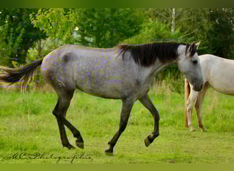 PRE, Merrie, 3 Jaar, 160 cm, Appelschimmel