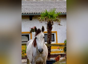 PRE, Merrie, 3 Jaar, 160 cm, Appelschimmel
