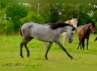 PRE, Merrie, 3 Jaar, 160 cm, Appelschimmel
