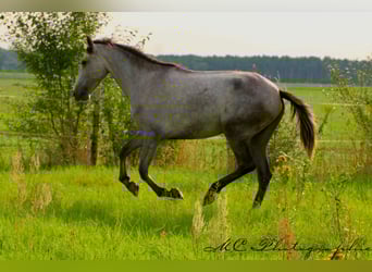 PRE, Merrie, 3 Jaar, 160 cm, Appelschimmel