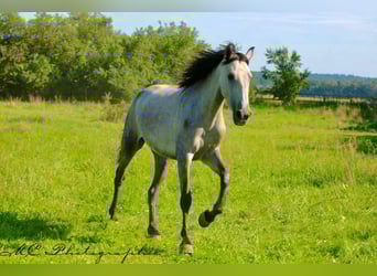 PRE, Merrie, 3 Jaar, 160 cm, Appelschimmel