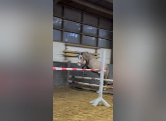 PRE, Merrie, 3 Jaar, 160 cm, Brown Falb schimmel