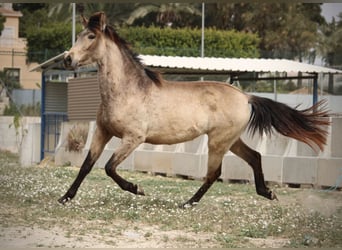 PRE Mix, Merrie, 3 Jaar, 160 cm, Buckskin