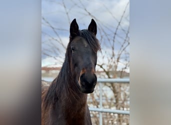 PRE, Merrie, 3 Jaar, 160 cm, Donkerbruin