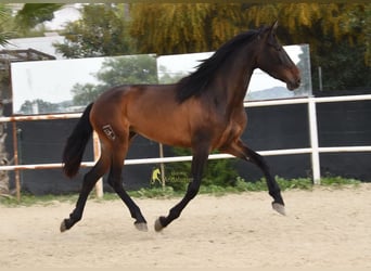 PRE, Merrie, 3 Jaar, 160 cm, Donkerbruin