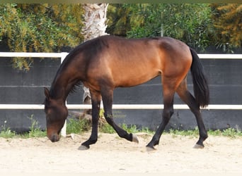 PRE, Merrie, 3 Jaar, 160 cm, Donkerbruin