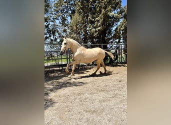 PRE, Merrie, 3 Jaar, 160 cm, Palomino