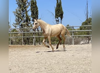 PRE, Merrie, 3 Jaar, 160 cm, Palomino