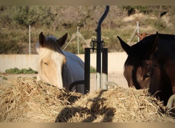 PRE Mix, Merrie, 3 Jaar, 160 cm, Palomino