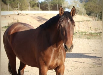 PRE Mix, Merrie, 3 Jaar, 160 cm, Palomino