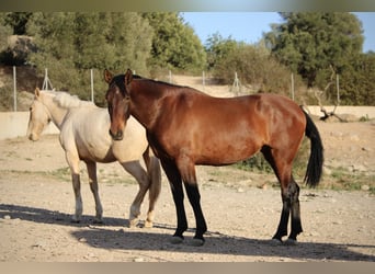 PRE Mix, Merrie, 3 Jaar, 160 cm, Palomino