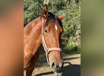 PRE, Merrie, 3 Jaar, 160 cm, Roodbruin