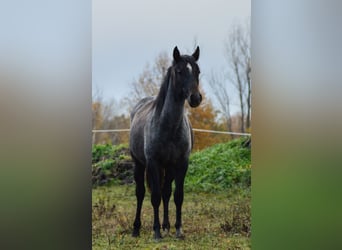 PRE Mix, Merrie, 3 Jaar, 160 cm, Schimmel