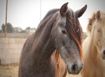 PRE Mix, Merrie, 3 Jaar, 160 cm, Schimmel