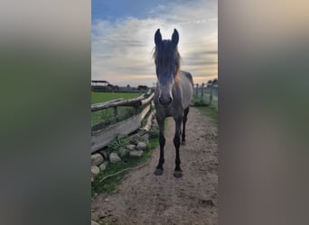 PRE Mix, Merrie, 3 Jaar, 160 cm, Schimmel