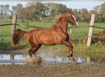 PRE Mix, Merrie, 3 Jaar, 160 cm, Vos