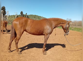 PRE, Merrie, 3 Jaar, 160 cm, Vos