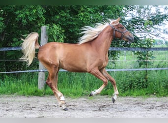 PRE, Merrie, 3 Jaar, 160 cm, Vos